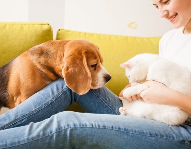 meilleure assurance animaux