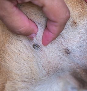 risque chien tiques